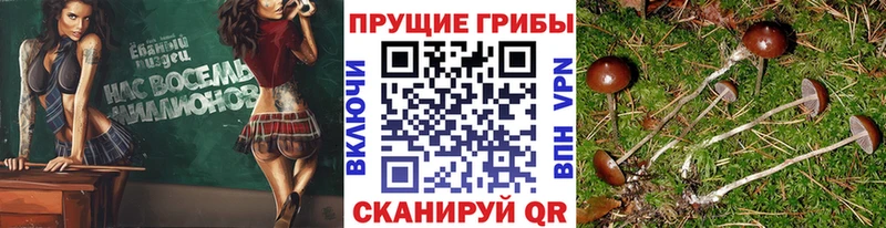 Псилоцибиновые грибы Psilocybe  купить наркоту  Анадырь 